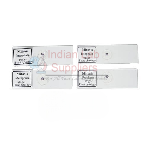 Slide Meiosis (Set of 12)